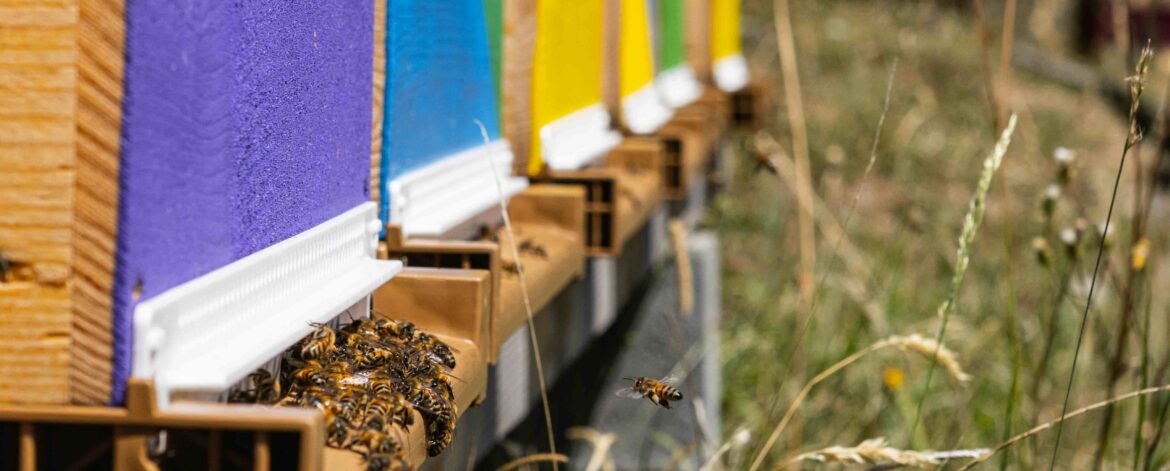 abeilles devant la ruche
