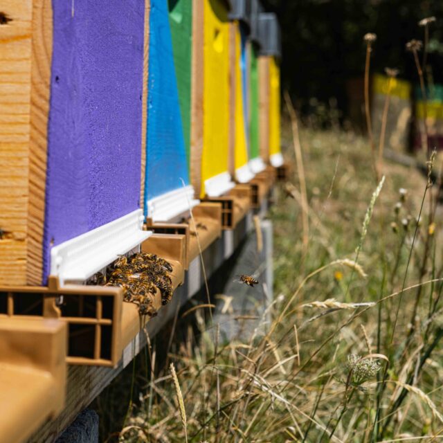 abeilles devant la ruche