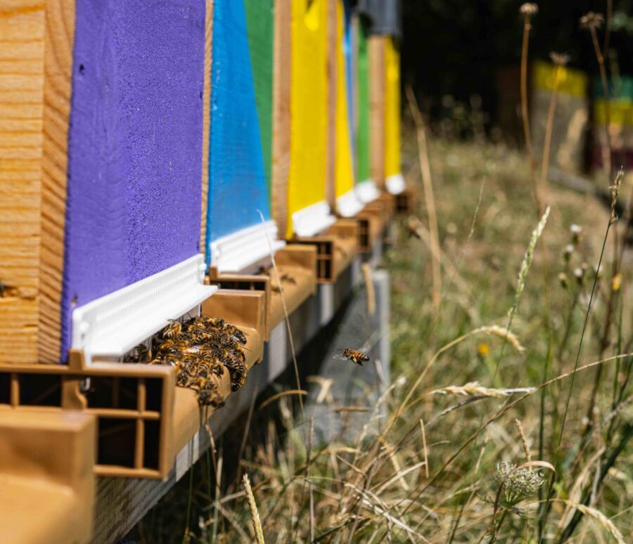 abeilles devant la ruche
