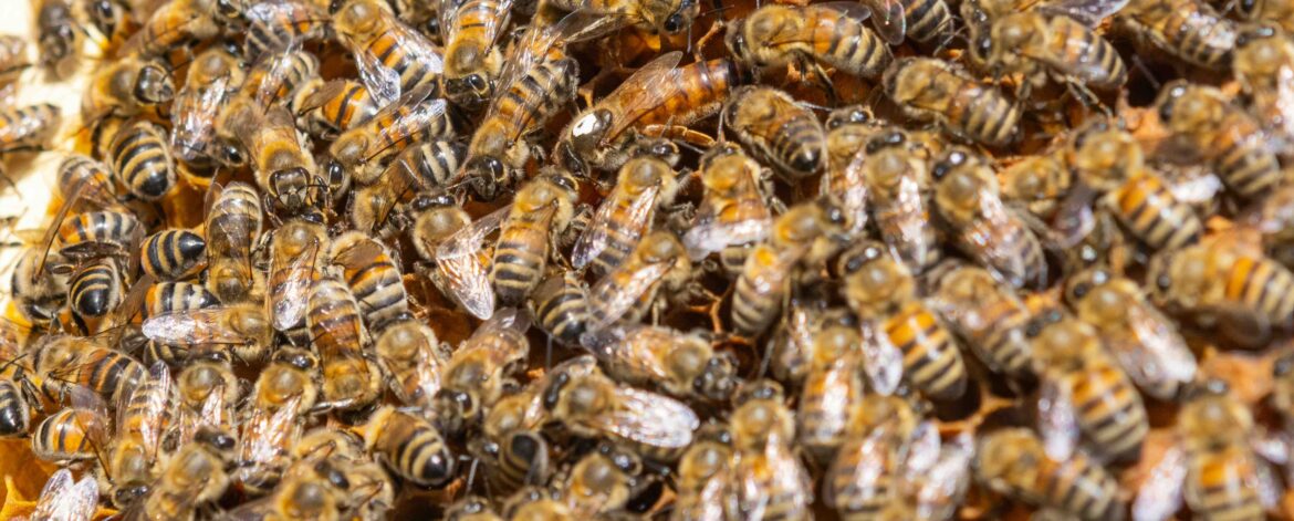 Reine abeille