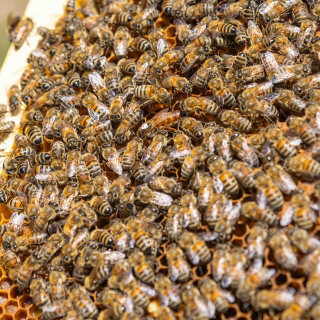 Reine abeille