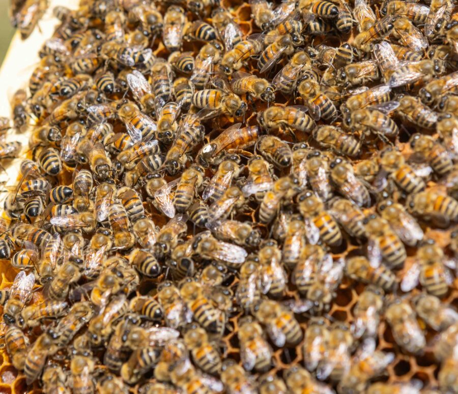 Reine abeille